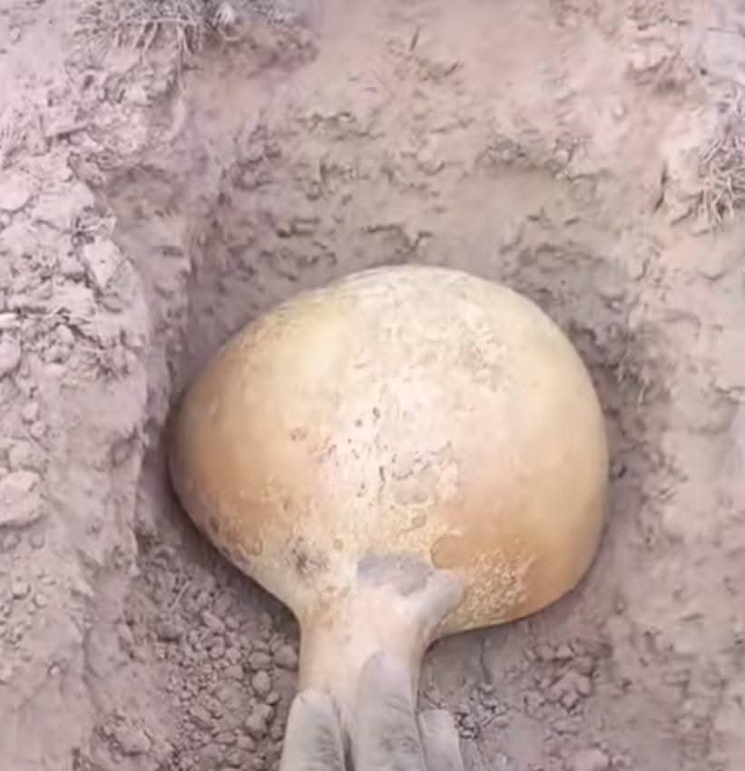 LE TRAVAIL DE CADENAS POUR DOMPTAGE À VIE