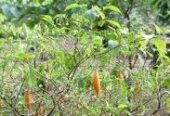Ibogaine in South Africa ,Cape Town,Durban,Johannesburg,+27736310260