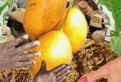 Tabernanthe iboga plant for Sale +27736310260 Ibogaine