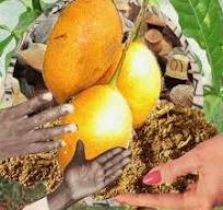 Tabernanthe iboga plant for Sale +27736310260 Ibogaine