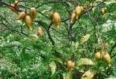 Tabernanthe iboga plant for Sale +27736310260 Ibogaine