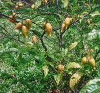 images-1
